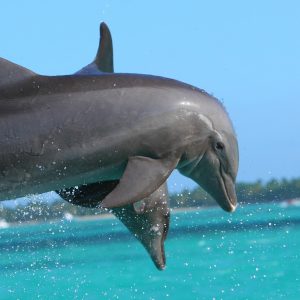 dolphin-855574_1280